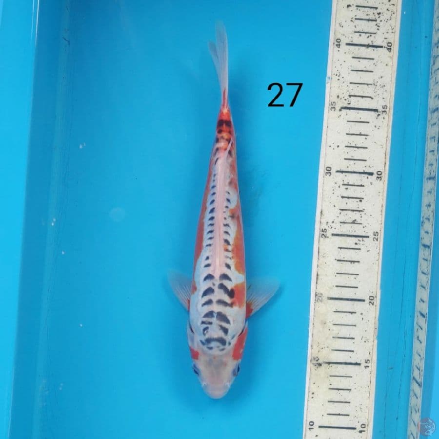 shusui, 27cm