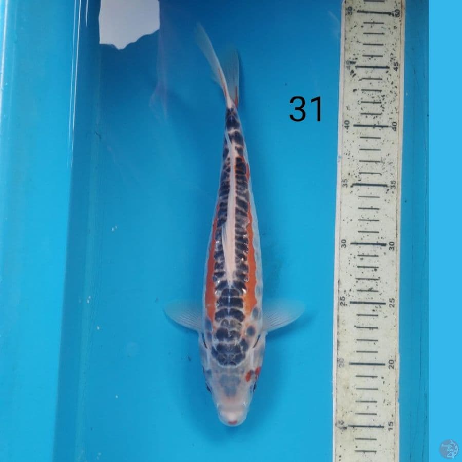 shusui, 31cm male