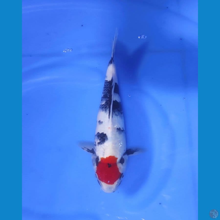 Tancho showa 30cm