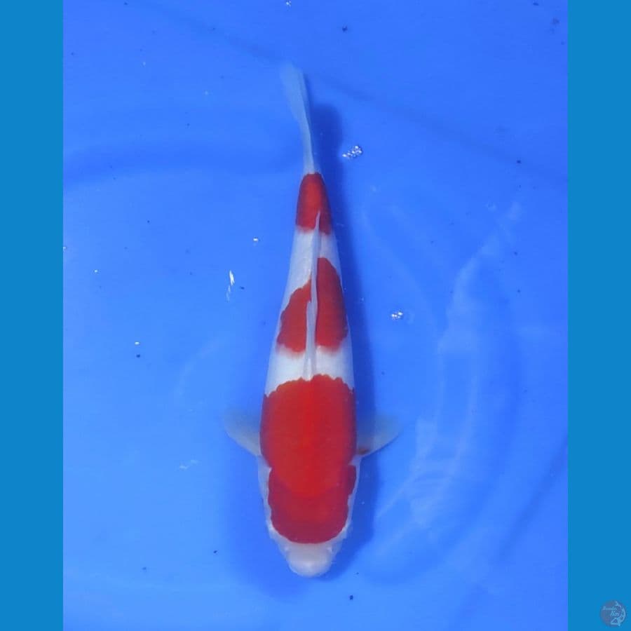 KOHAKU STEP 3
