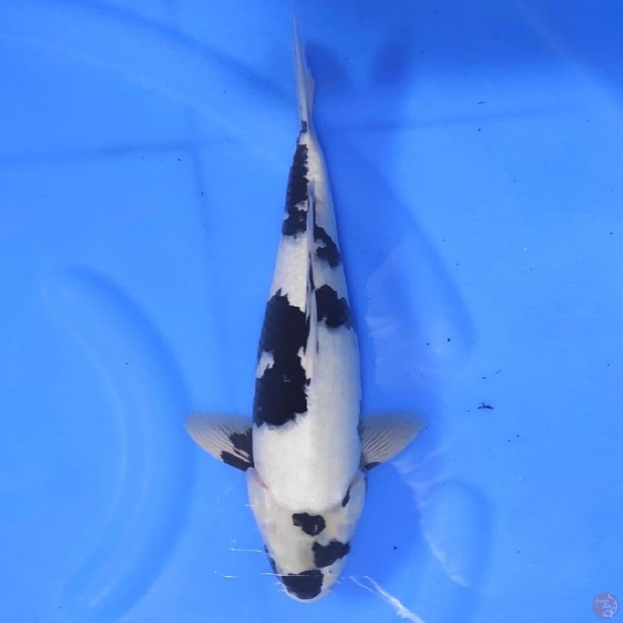 shiro jantan 40cm