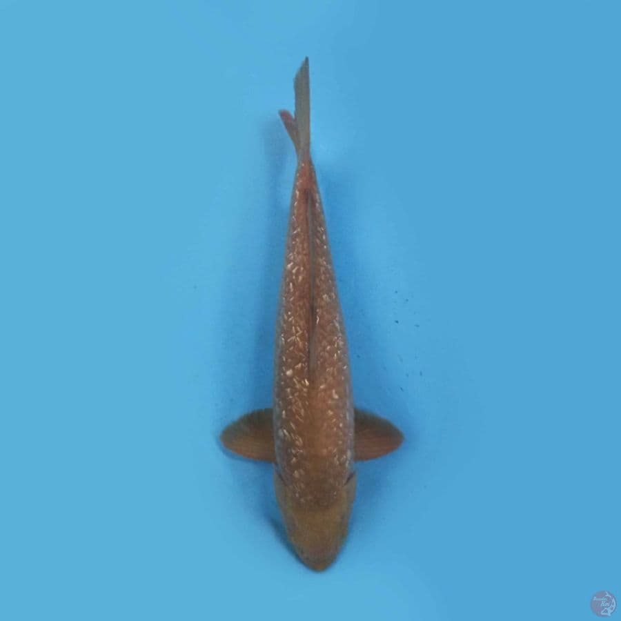 Chagoi Ginrin 45cm
