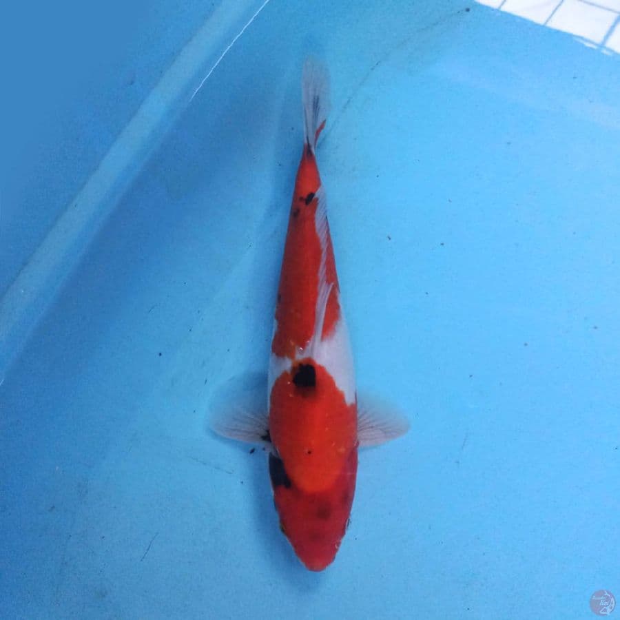 Sanke 31cm