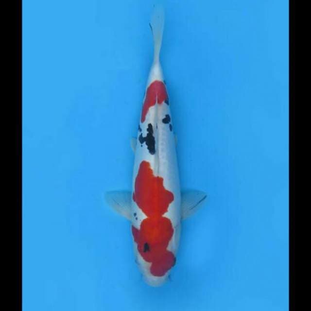 30cm Male - Sanke Doitsu Sq