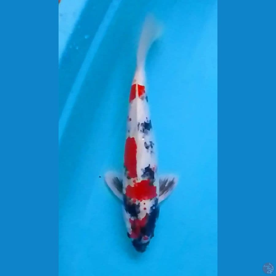 Showa Hikari 40cm (M)