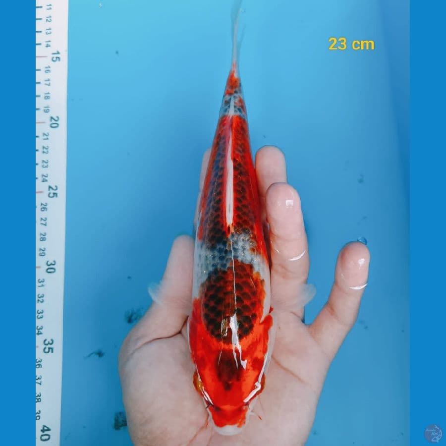 Gosiki 23 cm