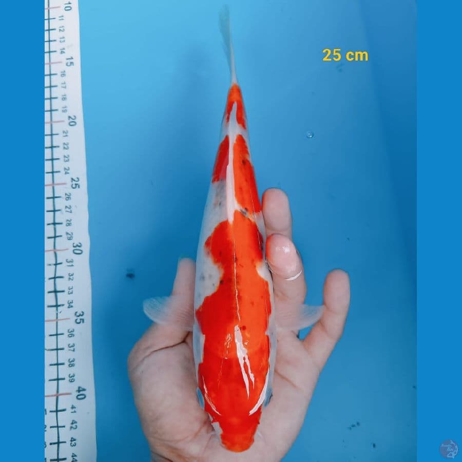 Bahan keep gosiki 25 cm