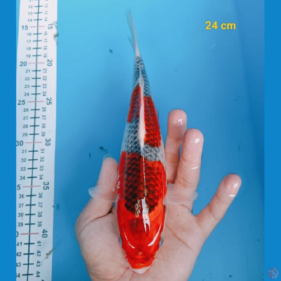 SQ Gosiki 24 cm