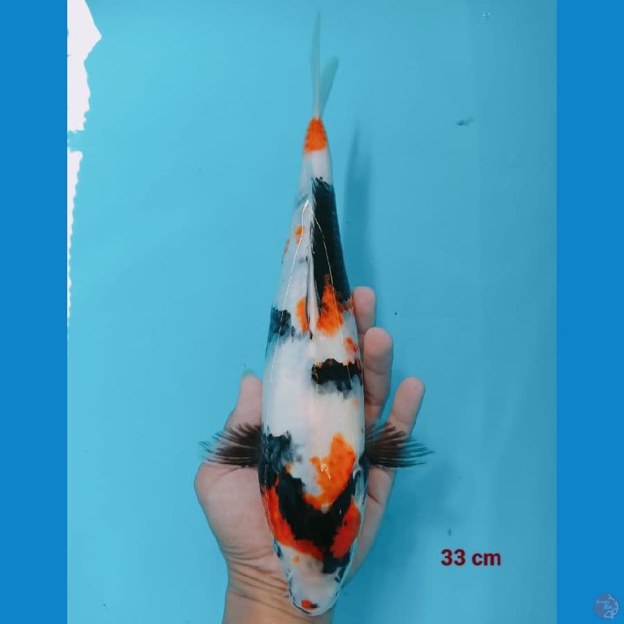 Showa 33 cm