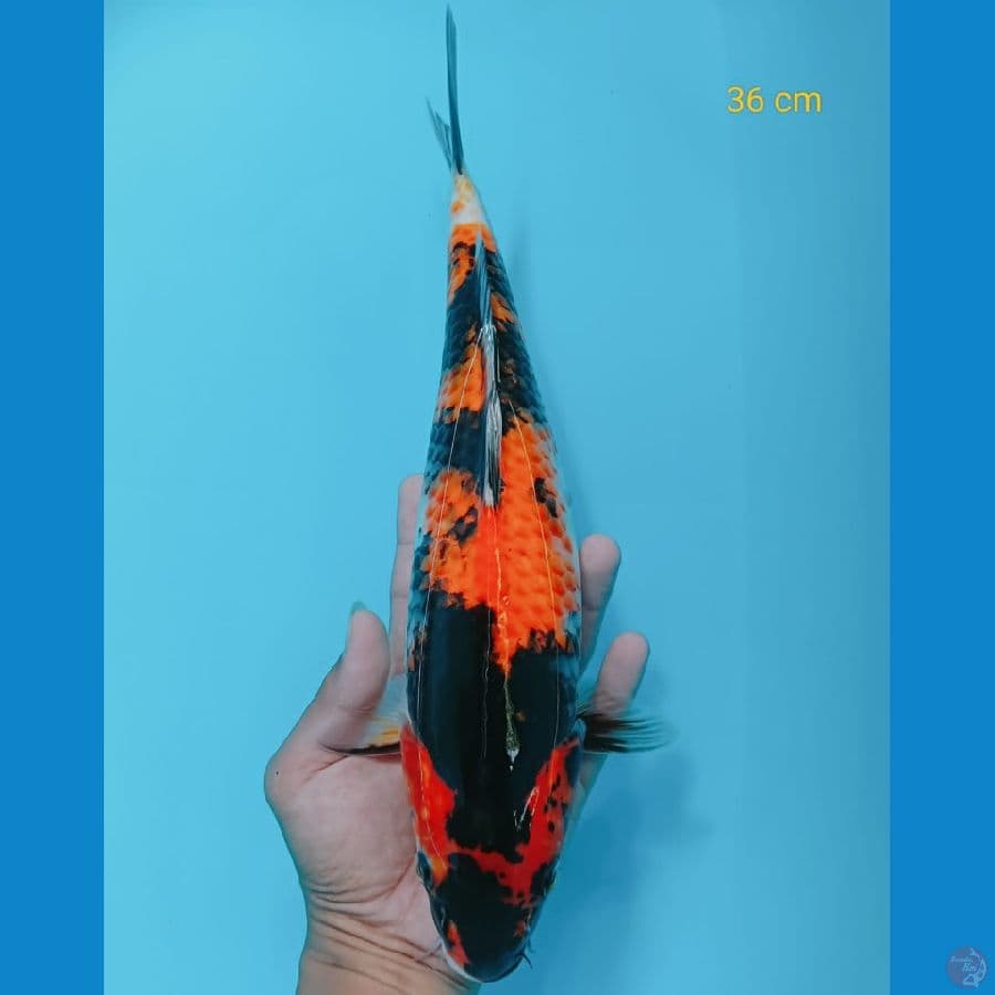 showa 36 cm