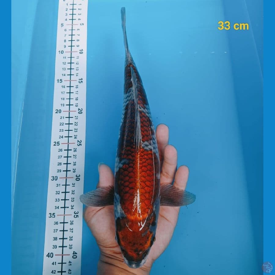 SQ ochiba male 33 cm