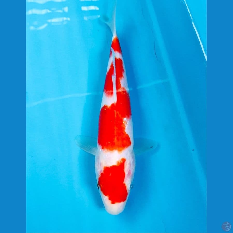 kohaku 20cm