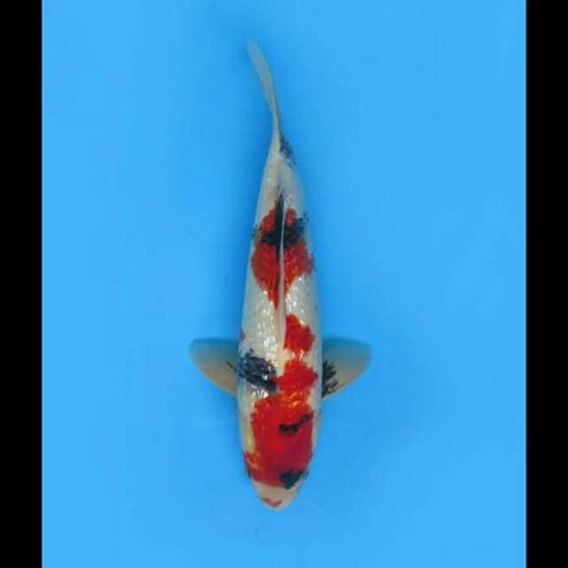 36cm Male - F1 Showa Full Ginrin