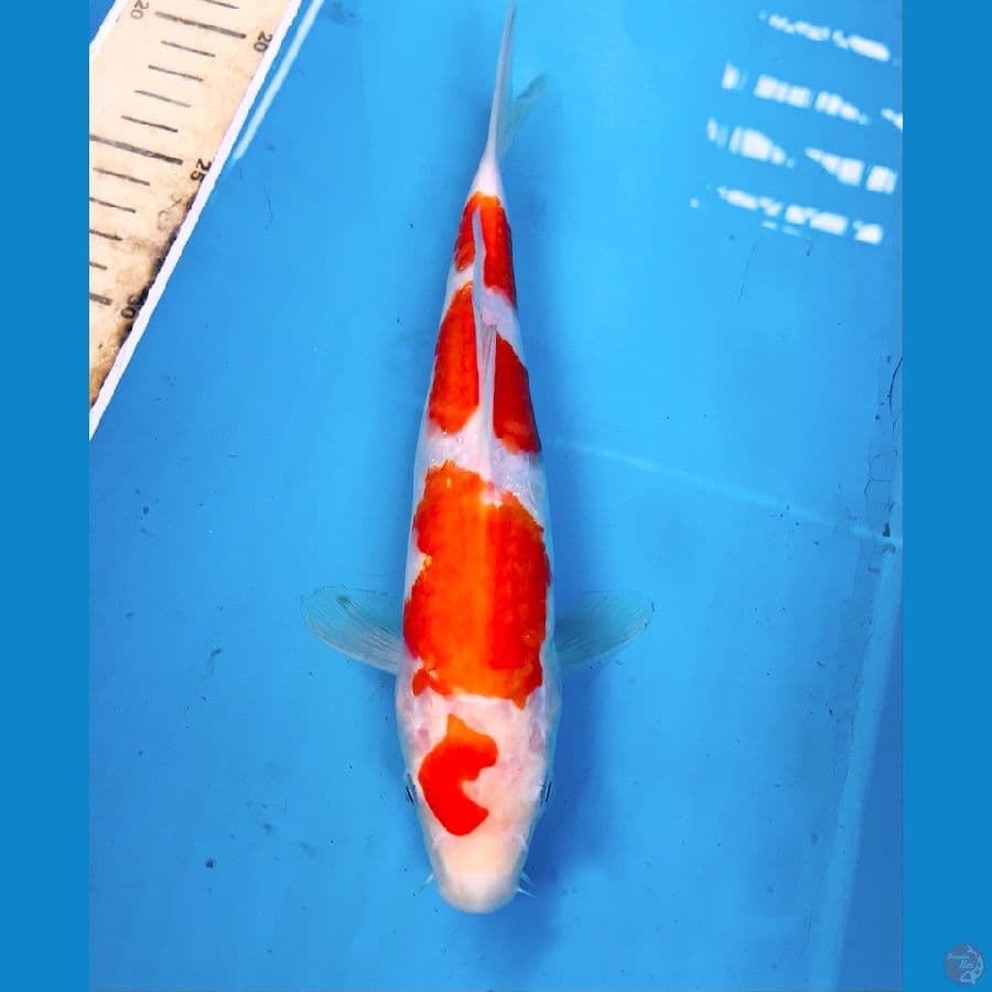 kohaku 25cm