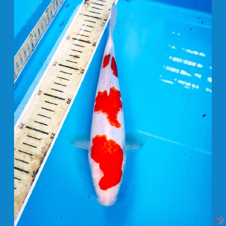 kohaku 26cm