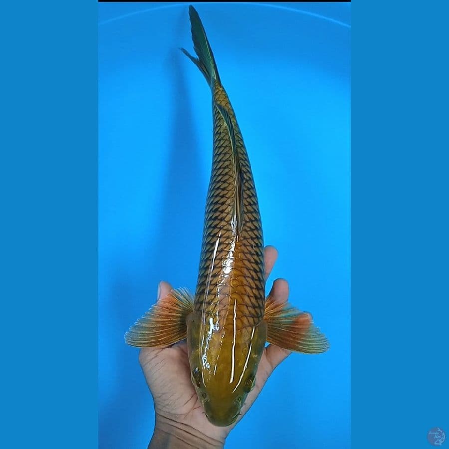 chagoi : 37 cm jantan