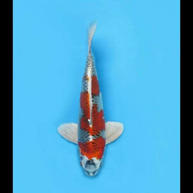 33cm Male - Beni Ginga Super