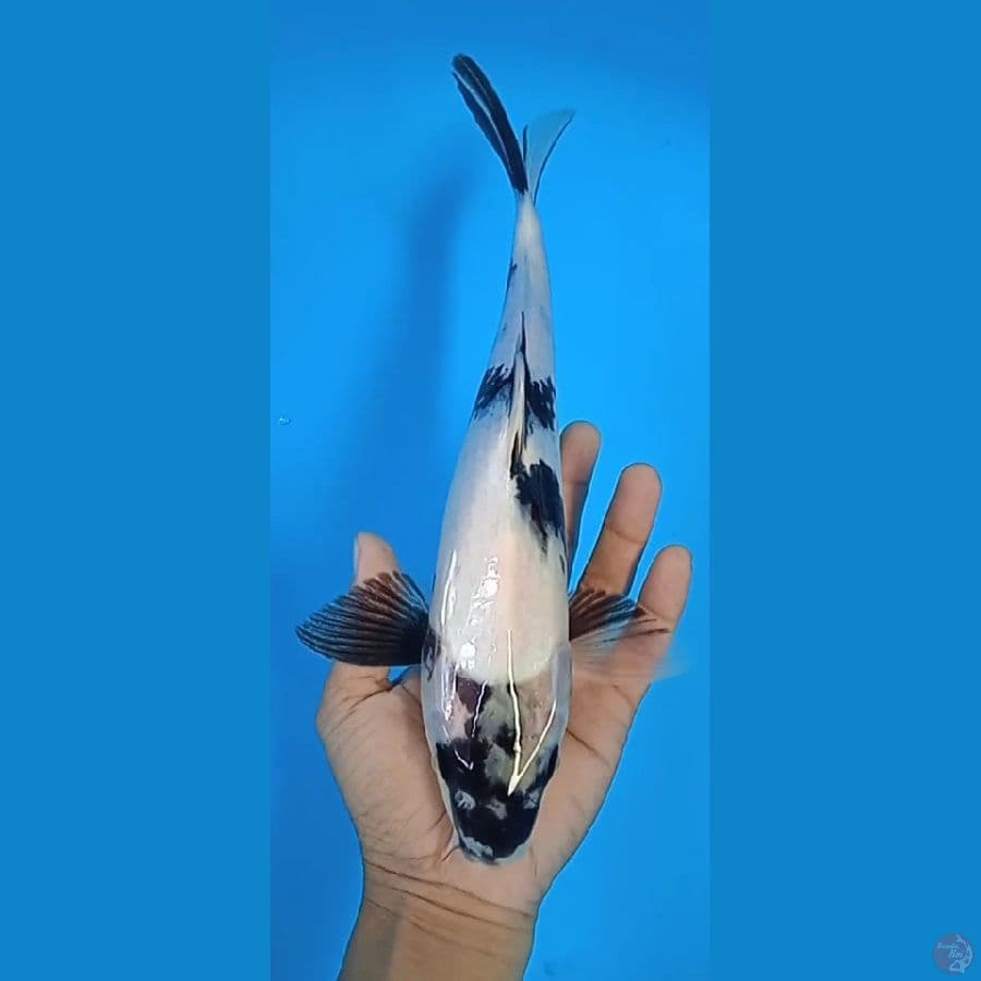 shiro : 30 cm jantan