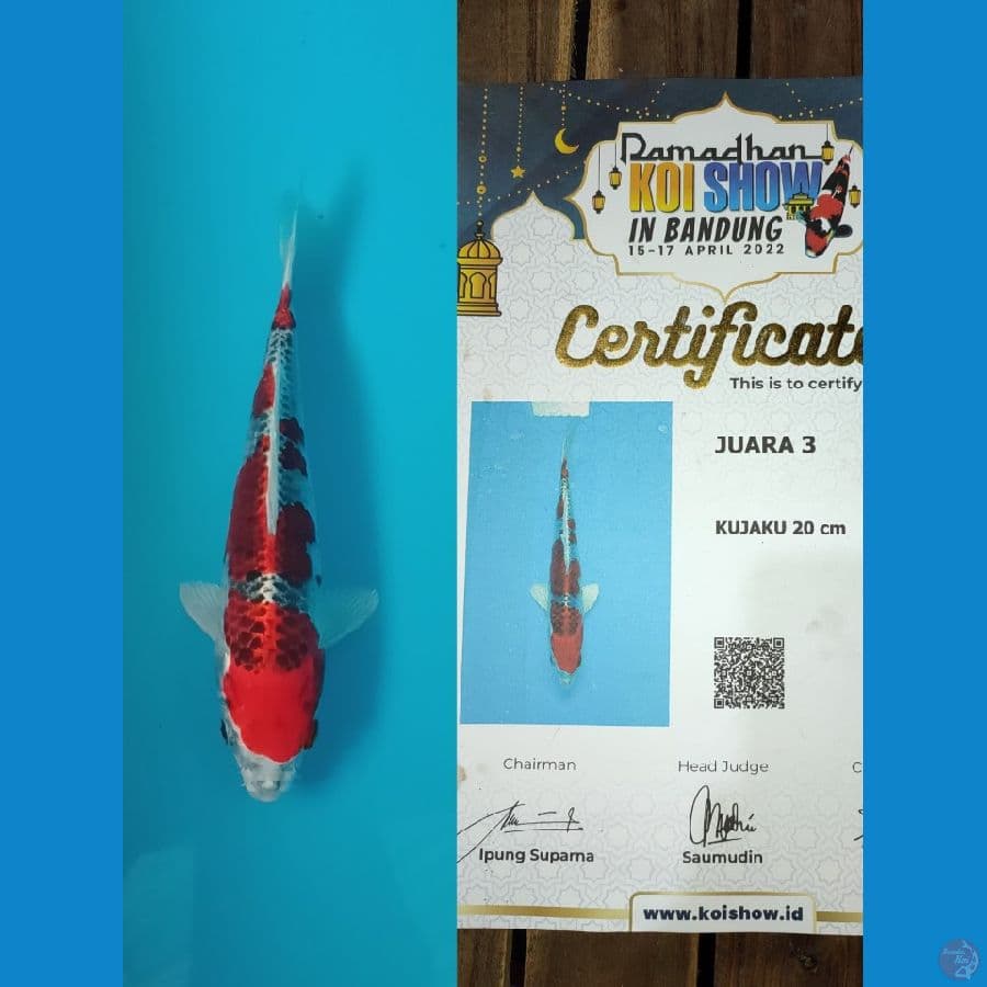 kujaku red SQ 22cm