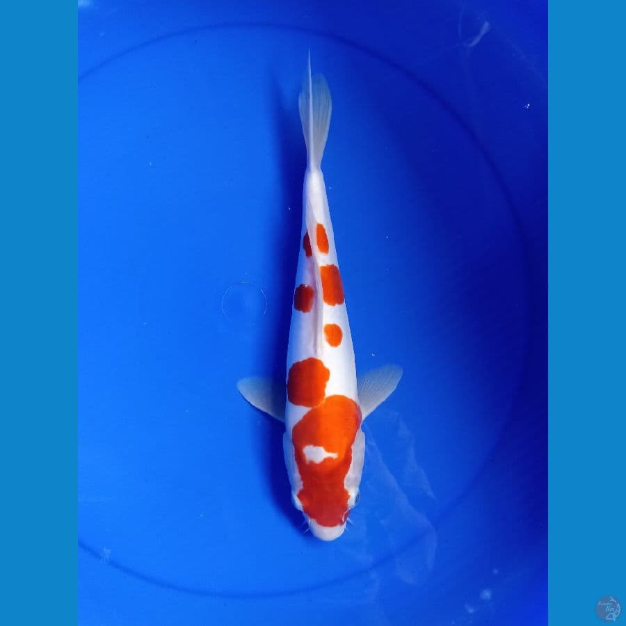 Kohaku Doitsu murni