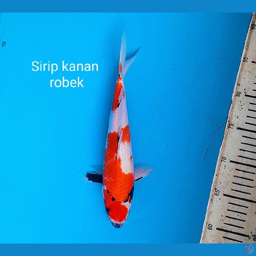 Tategoi showa 28cm Male