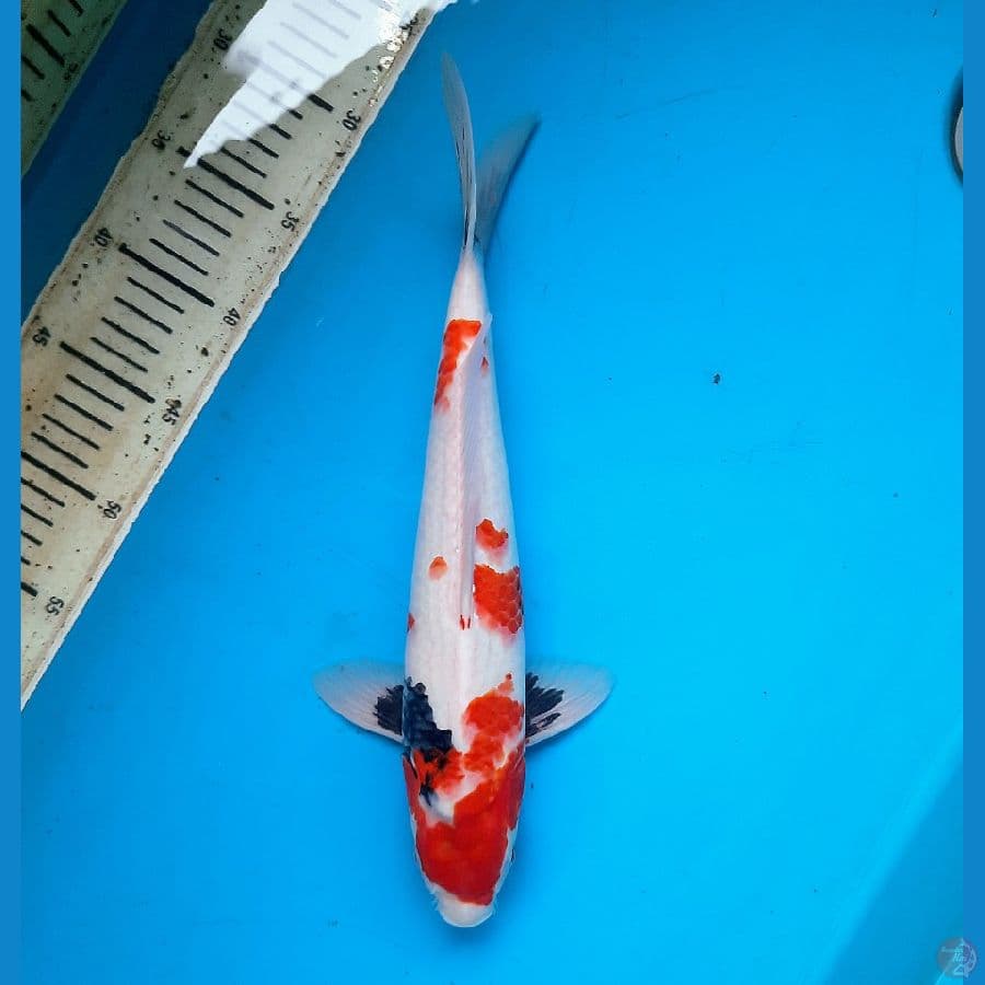 Tategoi showa 35cm Male