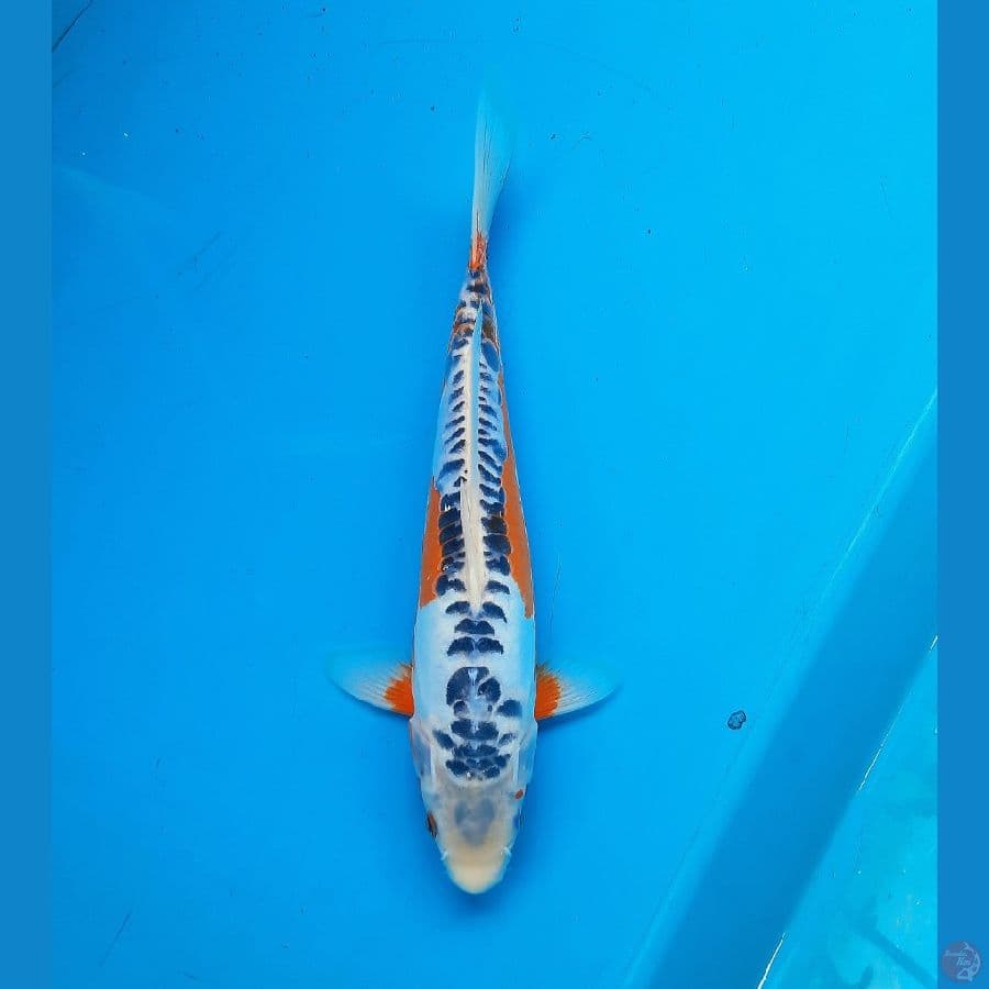 Hana shusui 28cm Male