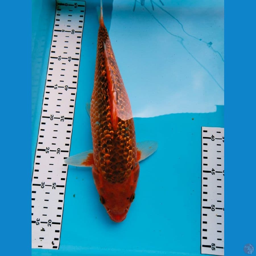 aka matsuba gindrin 33cm