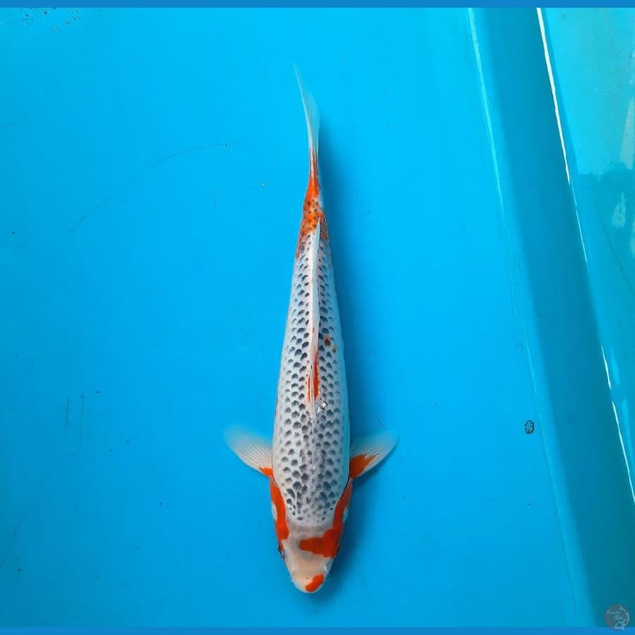 Asagi 28cm Female