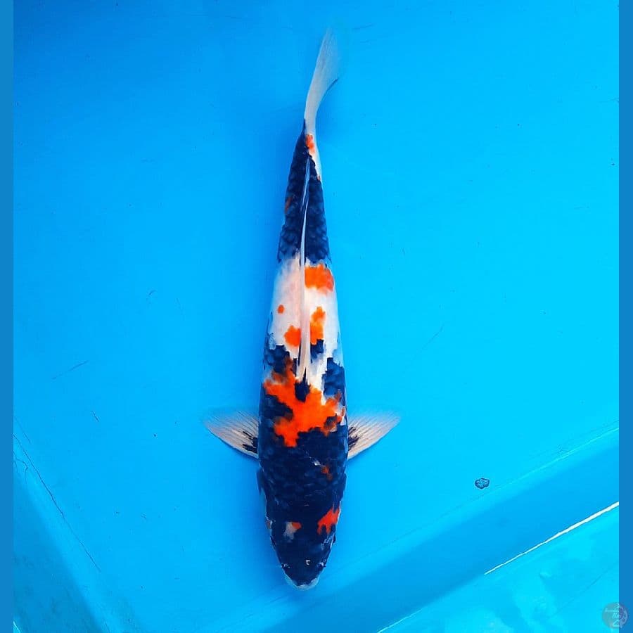 Showa 30cm Male