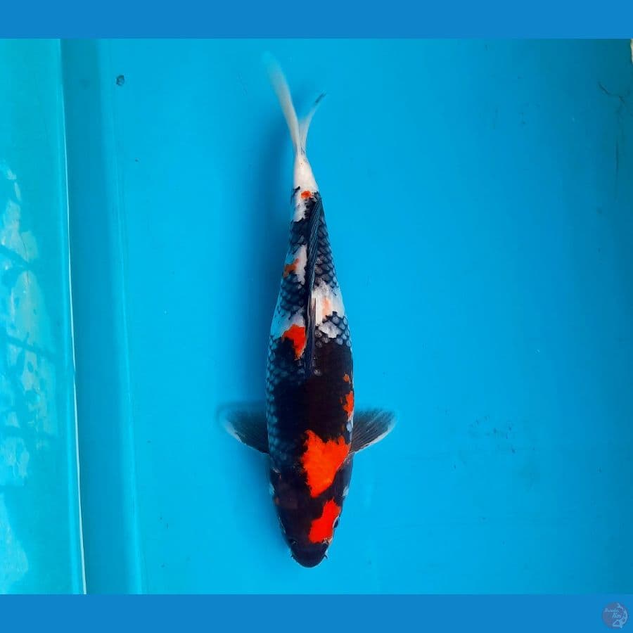 Showa sanshoku 32cm Female