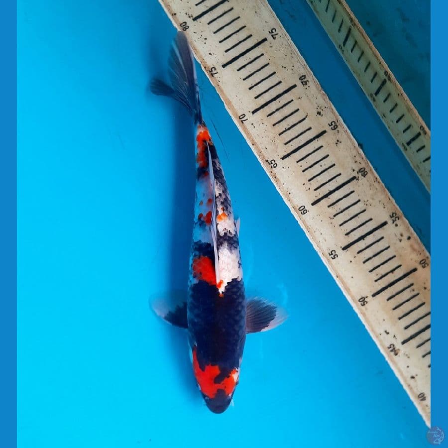 Maruten showa 32cm Male