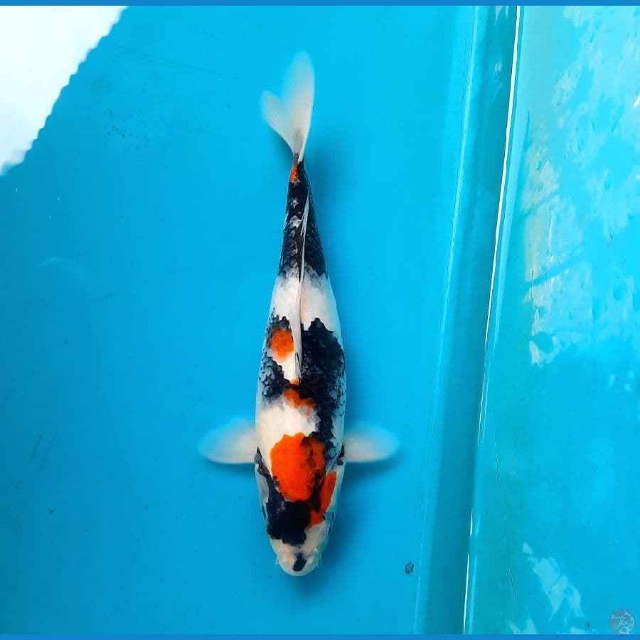 kage showa 34cm Female