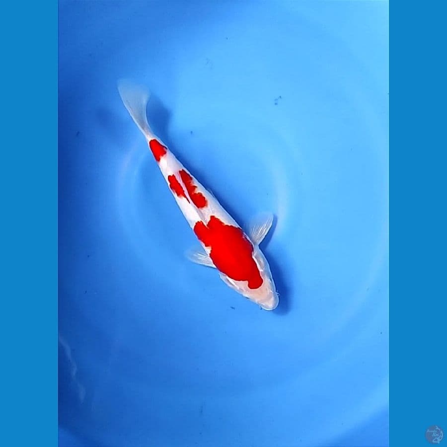 KOHAKU HQ 29cm/Male