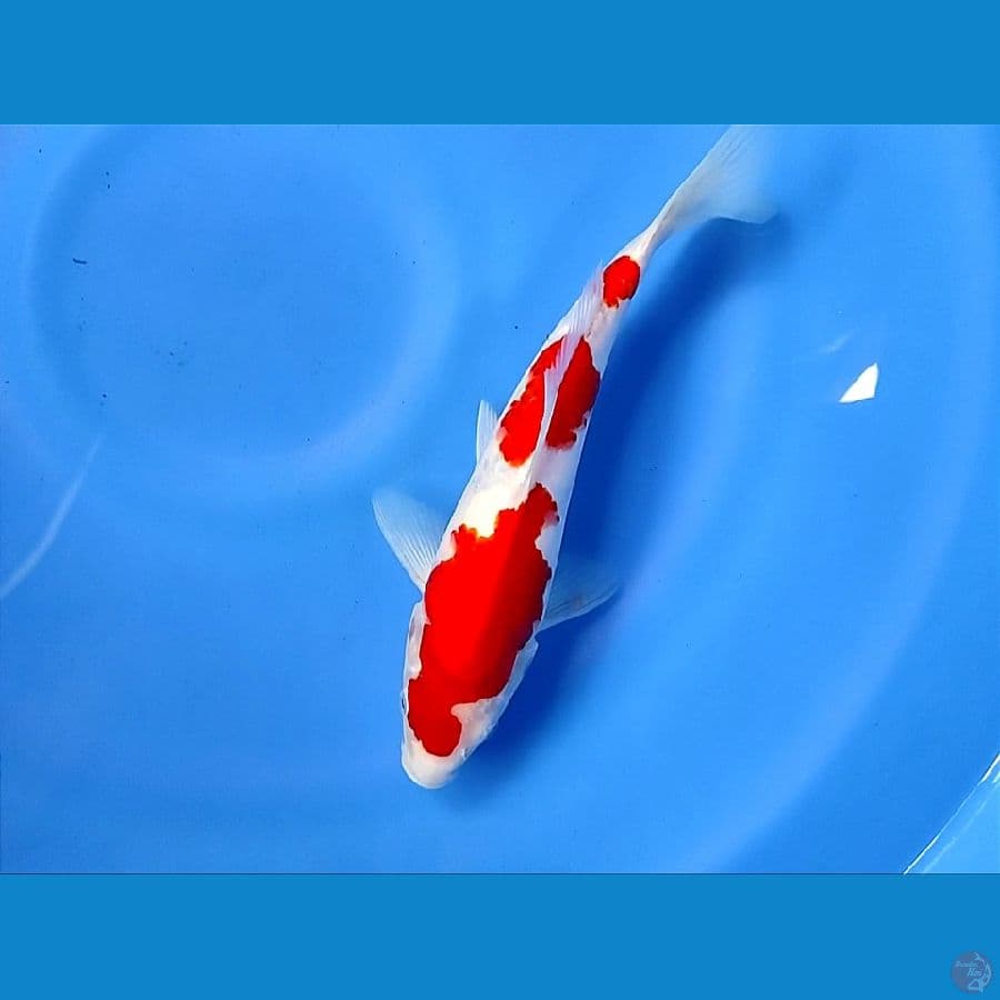 KOHAKU HQ 28cm/Male