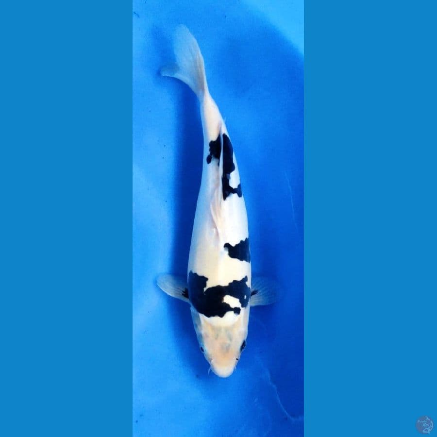 Doitsu Shiro 34cm