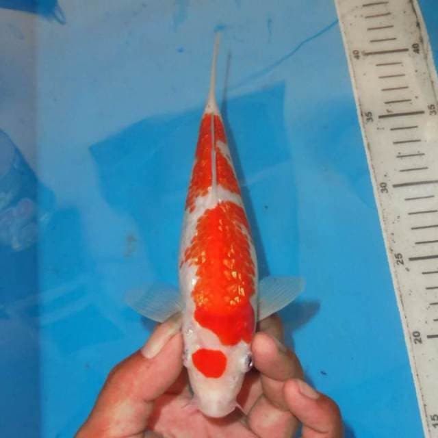 KINGINRIN KOHAKU