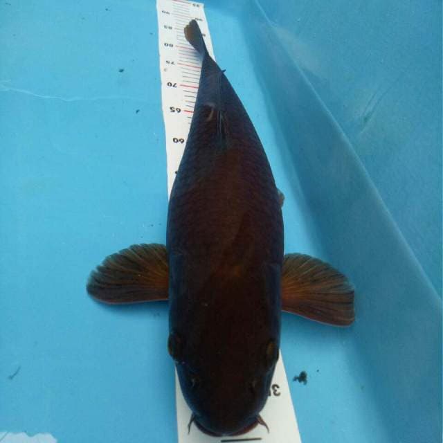 Karasu F1 body jumbo