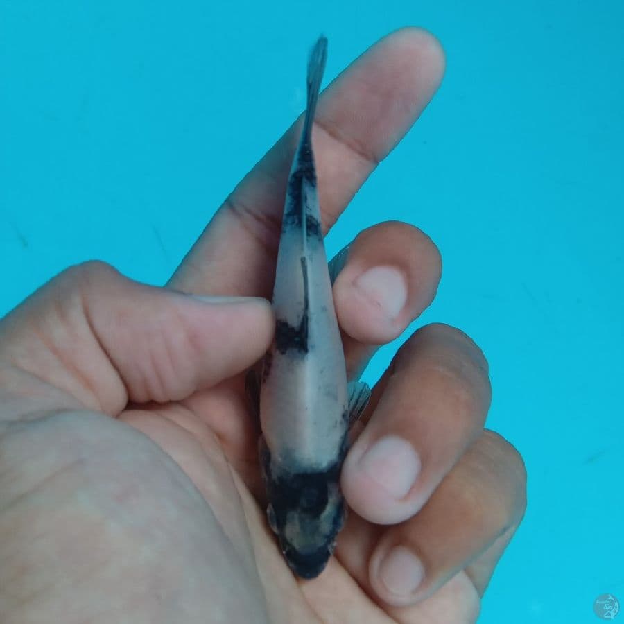 SUPER MINI - SHIRO A 9CM