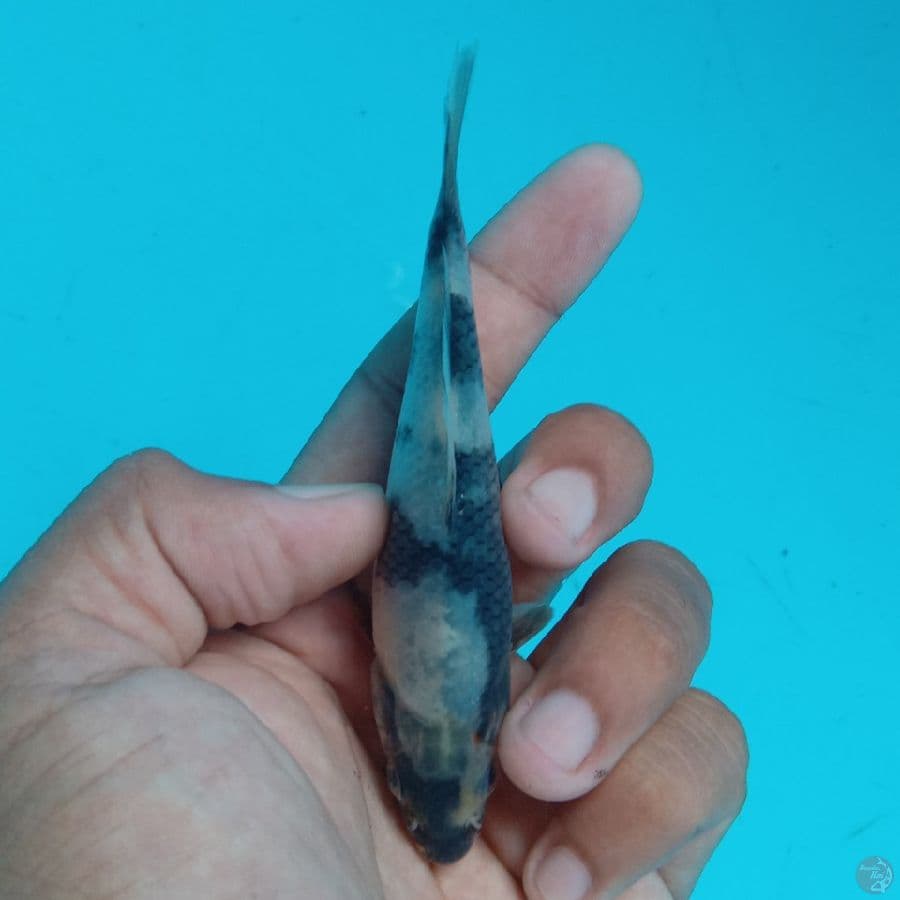 SUPER MINI - SHIRO B 10CM