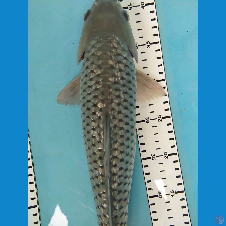 soragoi gindrim jantan 40cm