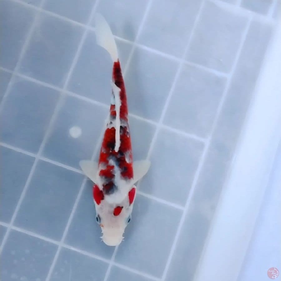 Aikoromo 23 Male