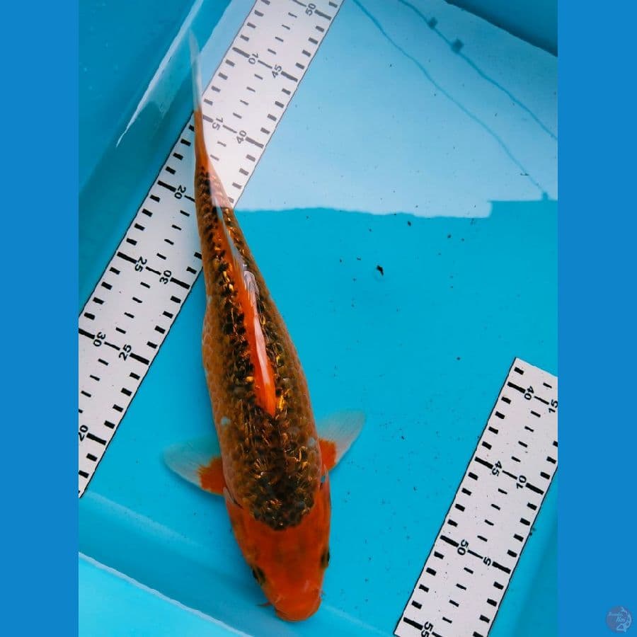 aka matsuba 32cm