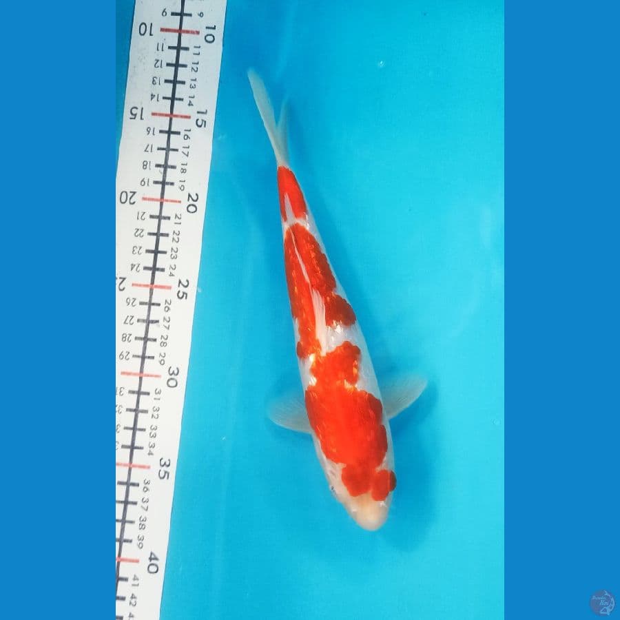 Kohaku ginrin size 25 cm