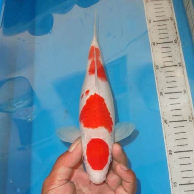 SUGOI KOHAKU
