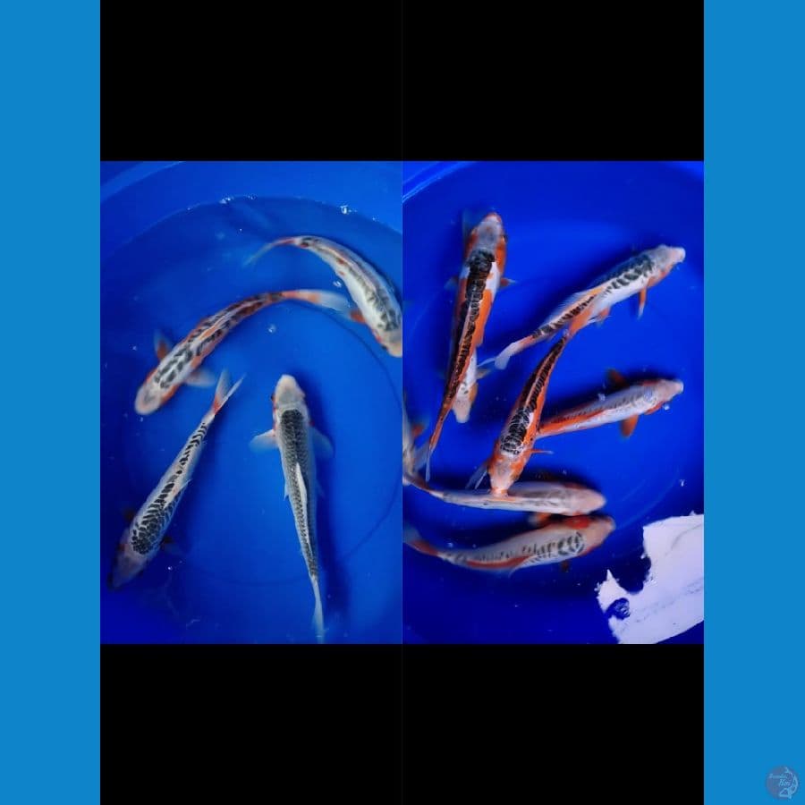 shusui asagi 31-35 cm