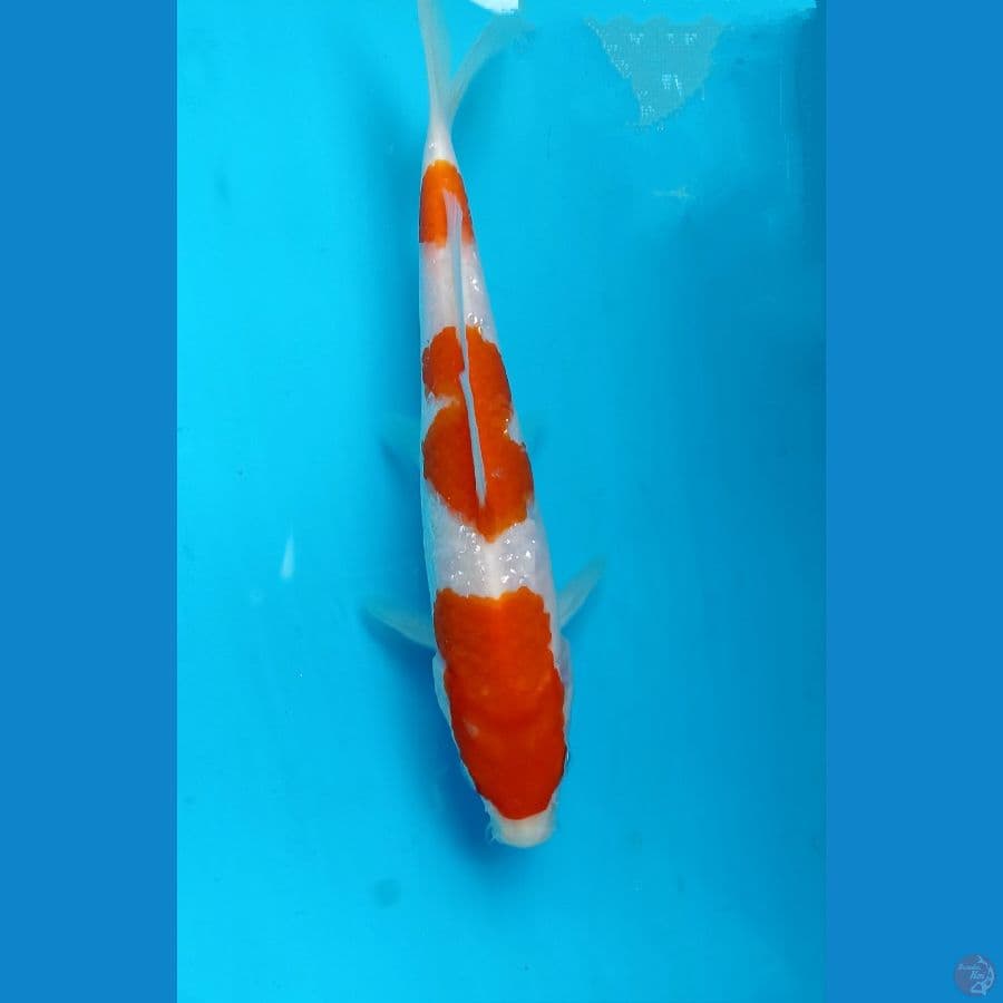 kohaku 18cm
