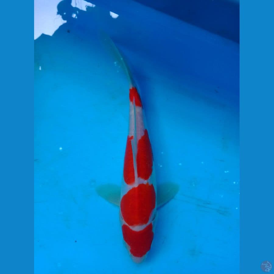 kohaku doitsu original
