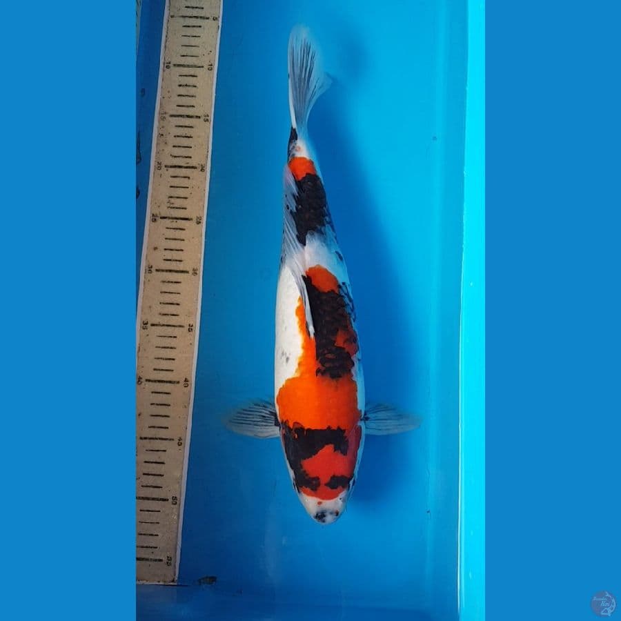 KINDAI SHOWA 42 cm