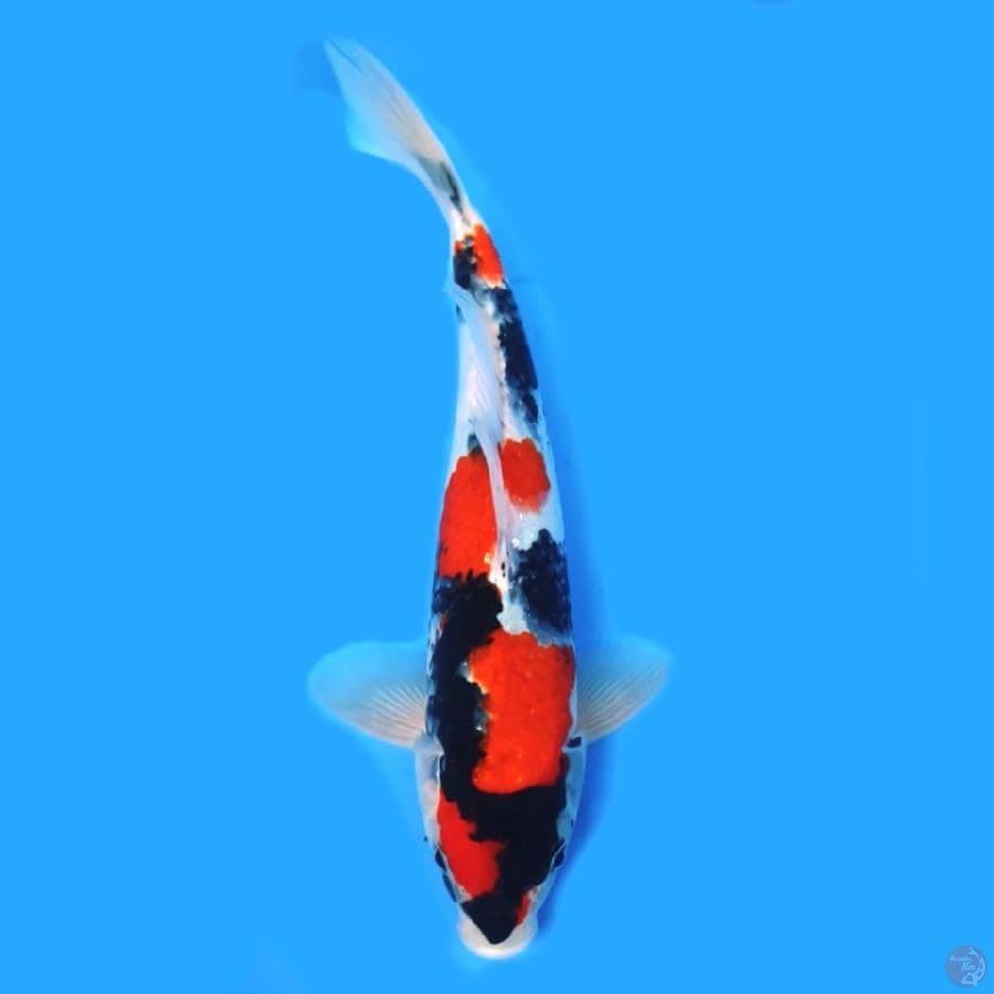 Showa (HQ) 27cm Male